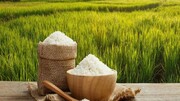 کشت برنج در کشور قراردادی می‌شود