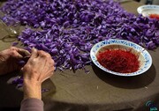 جهش ۲۹ درصدی صادرات زعفران