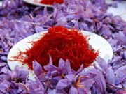 علت کاهش تولید و صادرات زعفران در سال جاری، خشکسالی است