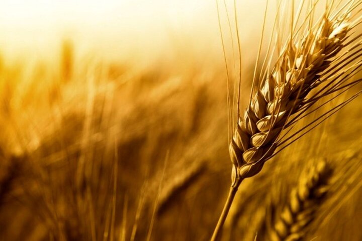 قیمت جهانی گندم افزایش یافت
