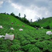 صادرات چای ایرانی ۶۴ درصد بیشتر شد