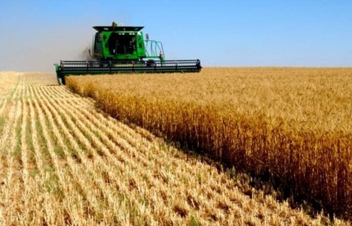 افزایش ۱۰ دلاری قیمت گندم در بازارهای جهانی