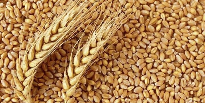 امروز قیمت گندم بیش از ۱۱ دلار در بازارهای جهانی افزایش یافت
