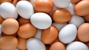 حذف عوارض گمرکی صادرات تخم‌مرغ هنوز ابلاغ نشده است