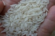 واردات برنج نصف شد