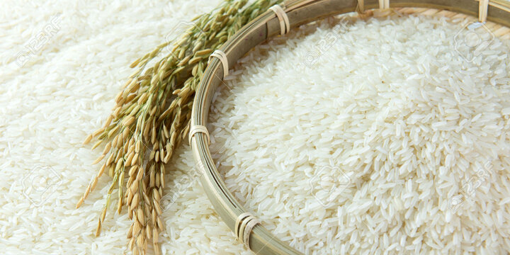 قیمت برنج ایرانی و خارجی در بازار/برنج هاشمی و هندی کیلویی چند؟
