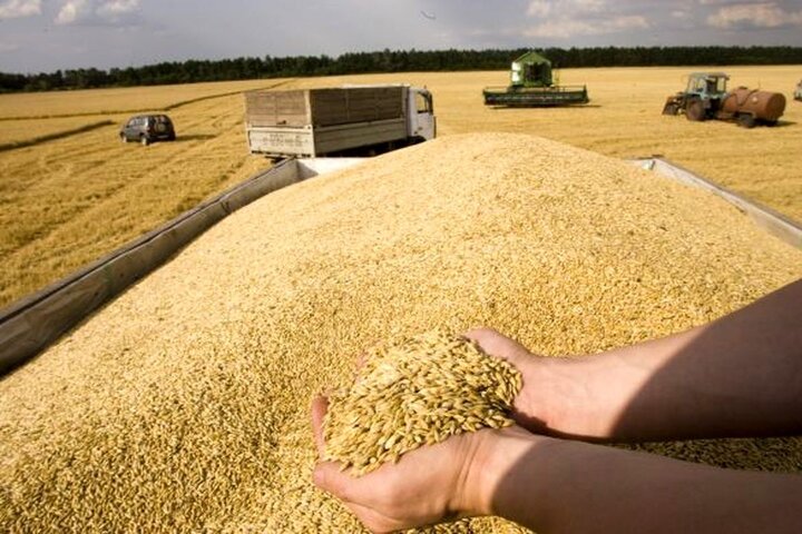 واردات بیش از یک میلیون تن گندم به کشور از ابتدای امسال
